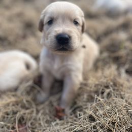 Green Girl - Golden female Golden Retriever puppy in Amissville, Virginia from Houston’s Golden Haven