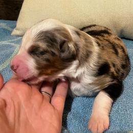 Furrari - Blue merle female Australian Shepherd puppy in Bennett, Colorado from Alolan Angel Aussies