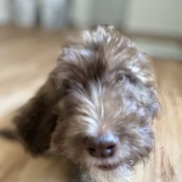 Aussiedoodle, Poodle, and Saint Berdoodle Puppies from Remington Kennels, LLC
