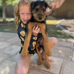 Airedale Terrier, Lakeland Terrier, and Welsh Terrier Puppies from Anne's Pups