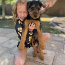 Airedale Terrier, Lakeland Terrier, and Welsh Terrier Puppies from Anne's Pups