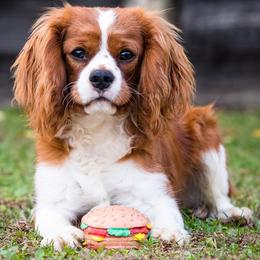 Cavalier King Charles Spaniels, Cavapoos, Companion Crosses, and Papillons from Taliaferro Kennel