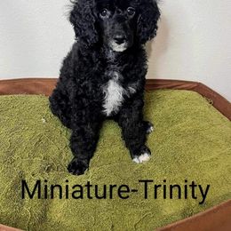 Girl 1 - Black Poodle puppy in Deltona, Florida from Bindi's Pups