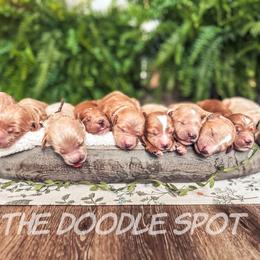 Goldendoodle Puppies from The Doodle Spot
