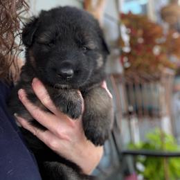 Rosie - Black and tan female Shiloh Shepherd puppy in Bartlett, Tennessee from The Mighty Quinn Shilohs