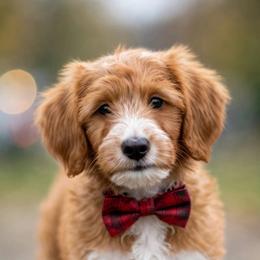 BASIL - Parti male Goldendoodle puppy in Independence, Oregon from ANKENY DOODLES