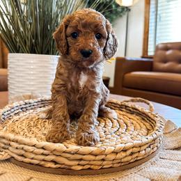 Nacho (Yellow Boy) - Red male Cavapoo puppy in Pleasant Grove, Utah from Destination Doodles