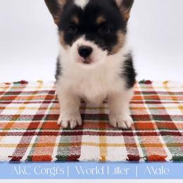 Sailor - Black and tan male Pembroke Welsh Corgi puppy in Pine Village, Indiana from NL Horsemanship