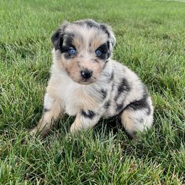 Australian Shepherd Puppies from Pilcher Farms