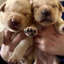 Labrador Retriever Puppies from Okiehuntinboyz Labrador Retrievers
