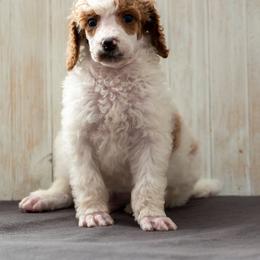 Bernedoodle, Cavapoo, and Poodle Puppies from Positively Doodles