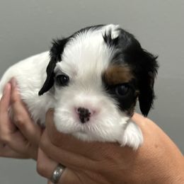 Cavalier King Charles Spaniel Puppies from Downton Cavaliers