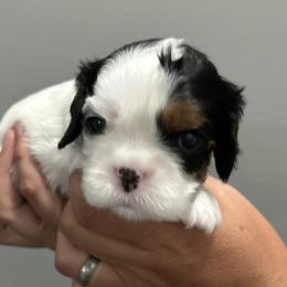 Cavalier King Charles Spaniel Puppies from Downton Cavaliers