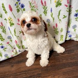 Snowball - White male Cavapoo puppy in Sulphur Springs, Texas from Wright cavapoos