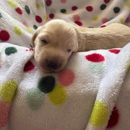Boy 1 AKC 3900 - Cream male Dachshund puppy in Ocala, Florida from Island Farms Mimi’s Dachshunds Florida