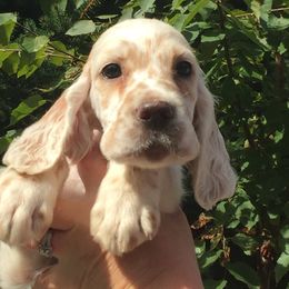 English Setter Puppies from Finlauson's Pet Care Center and Granite State Service Dogs