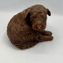 Frosting - Phantom male Bernedoodle puppy in Mount Pleasant, Tennessee from Doodle My Heart