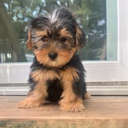 Tweety 2000 - Black and tan female Yorkipoo puppy in Gastonia, North Carolina from Dynasty Kennel