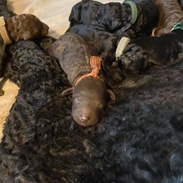 Poodle Puppies from Twisted Oak Poodles