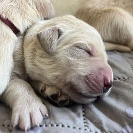 Boy 1 - Golden male Golden Retriever puppy in Gastonia, North Carolina from Crowders Creek Goldens