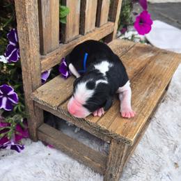 Buzz - Black and white male Sheepadoodle puppy in Ashton, Idaho from Kerr Kanine Ranch