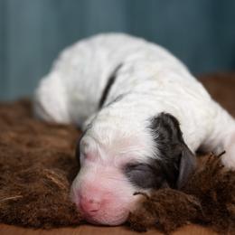 Lilac - Brown and white female Sheepadoodle puppy in Youngstown, Florida from Wonderland’s Boujie Kennels