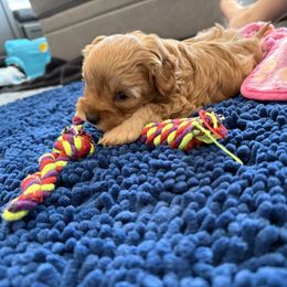 Cavapoo Puppies from Hales Wagging Tails