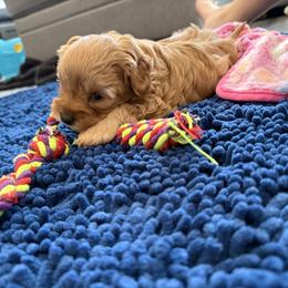 Cavapoo Puppies from Hales Wagging Tails