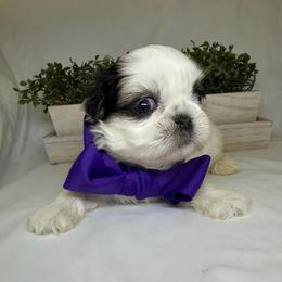 Ollie - Black gold and white male Shih Tzu puppy in Bullhead City, Arizona from Arizona Shih Tzu Land
