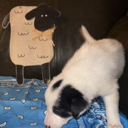 Rexi - Tri-color male Border Collie puppy in Liverpool, Pennsylvania from Breezy Acres Stock & Sporting Dogs