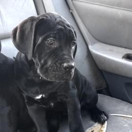 Cane Corso Puppies from Lower Arkansas Cane Corso