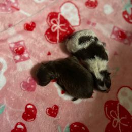 Oreo - Chocolate parti male Pomeranian puppy in Roseburg, Oregon from Dbos Furry Friends