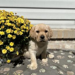 Labrador Retriever Puppies from Heather Luis