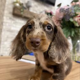 Pidge - Dachshund