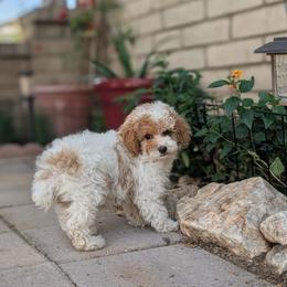 Porter - Parti female Poodle puppy in Laveen, Arizona from Neely Family Poodles