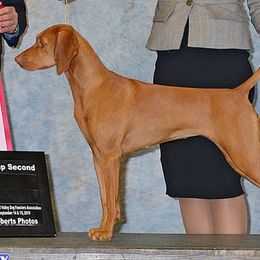 Vizslas from Dezertfyre Vizslas