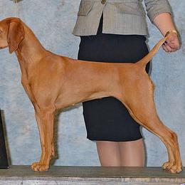 Vizslas from Dezertfyre Vizslas