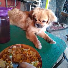 Tibetan Spaniel All Grown Up from Bandor Tibetans
