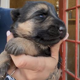 Onyx - Black and red female German Shepherd puppy in Louisville, Kentucky from Haus of Beautiful Chaos German Shepherds