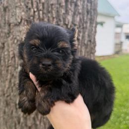 Little Miss Fancy - Black and tan female Yorkshire Terrier puppy in Hope, Indiana from DJ Yorkies