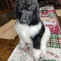 Blue Collar - Parti Poodle puppy in Bennett, Colorado from C & S Kennels Standard Poodles