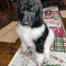 Blue Collar - Parti Poodle puppy in Bennett, Colorado from C & S Kennels Standard Poodles