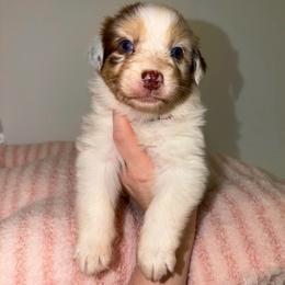 Belle - Red merle female Australian Shepherd puppy in Anniston, Alabama from All Hale Aussies