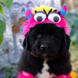 Siren - Black female Newfoundland puppy in Madison, Wisconsin from Riddle Family Newfoundland
