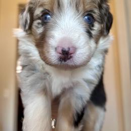 Australian Shepherd Puppies from Wylie Mini Aussies