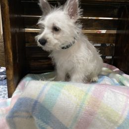 Mr Green - White male West Highland White Terrier puppy in Blue Hill, Nebraska from BlueBelle's Canine Companions