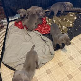 Weimaraner puppies from Witt Weimaraner Kennel