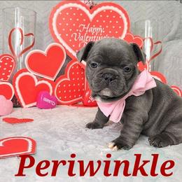 French Bulldog Puppies from JOLYNN Mecham