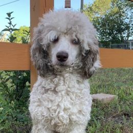 Coco - Poodle
