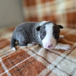 Bellamy - Blue male Border Collie puppy in Gary, Indiana from Lake Ridge Border Collies